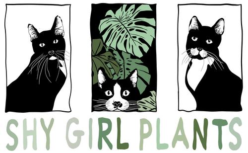 Shy Girl Plants